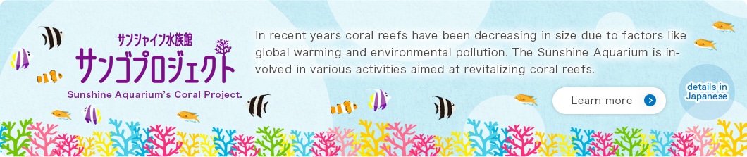 Sunshine Aquarium’s Coral Project. In recent years coral reefs have been decreasing in size due to factors like global warming and environmental pollution. The Sunshine Aquarium is involved in various activities aimed at revitalizing coral reefs.