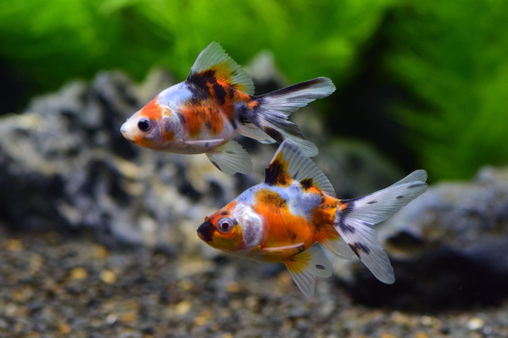 高級金魚すくい キャリコ