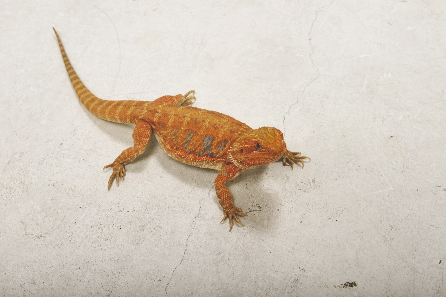 フトアゴヒゲトカゲ