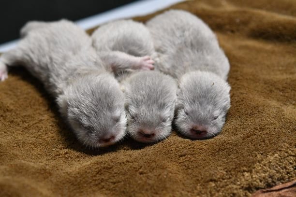 コツメカワウソの赤ちゃんが誕生しました お知らせ一覧 サンシャイン水族館