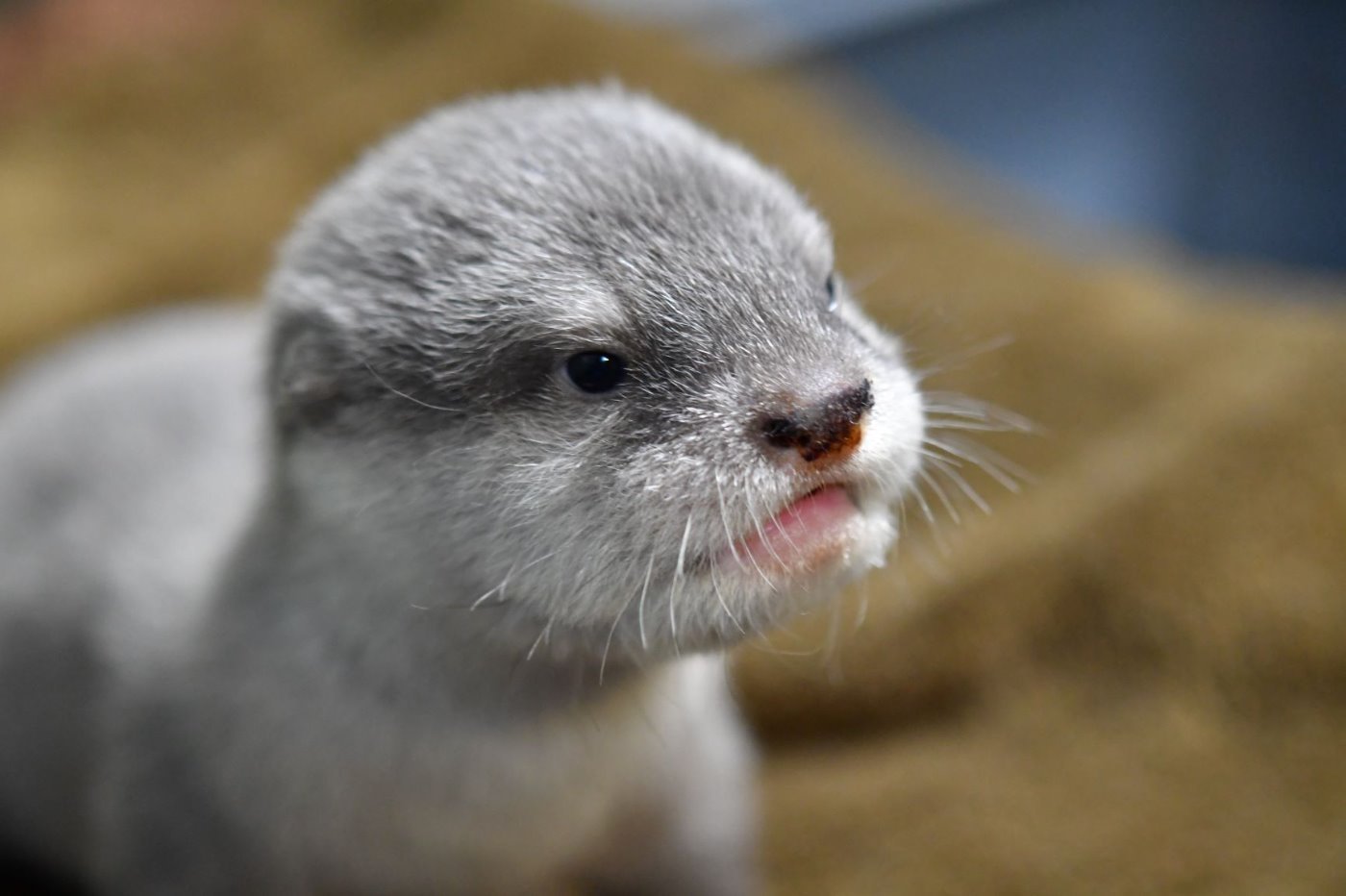 募集は終了しました コツメカワウソの赤ちゃん 名前募集 イベント一覧 イベント パフォーマンス サンシャイン水族館