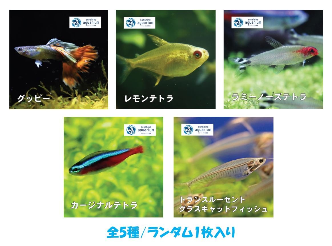 エサカプセル 販売開始しました お知らせ一覧 サンシャイン水族館