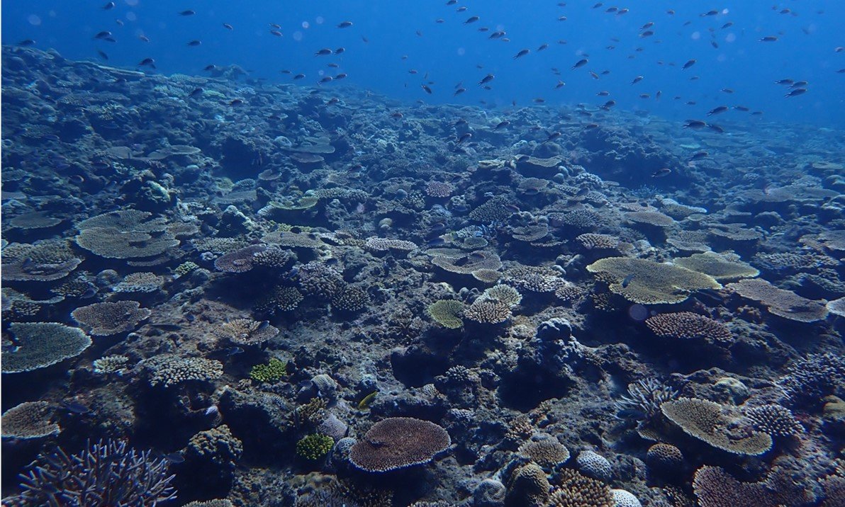 沖縄県恩納村のサンゴ礁