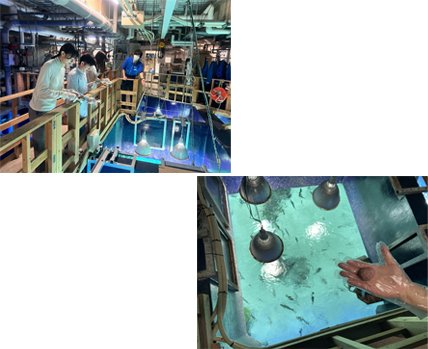製品の特別割引 サンシャイン国際水族館 フィッシュグラス 5個セット 