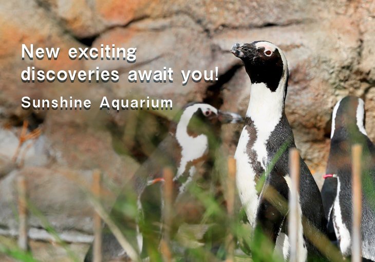 New exciting discoveries await you!Sunshine Aquarium