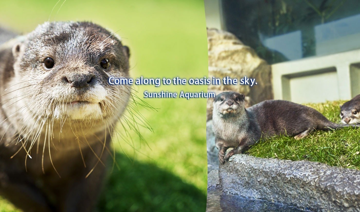 New exciting discoveries await you!Sunshine Aquarium