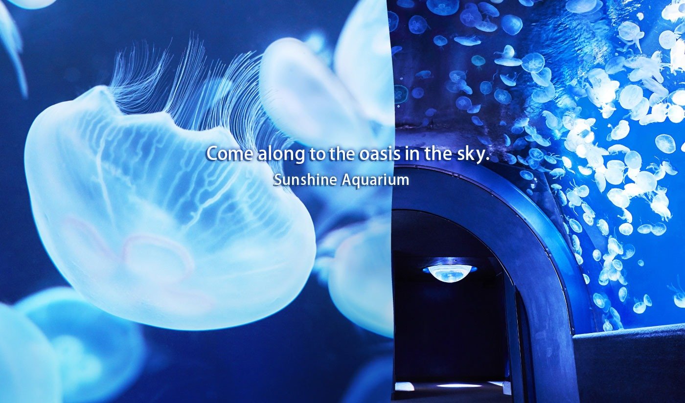 New exciting discoveries await you!Sunshine Aquarium