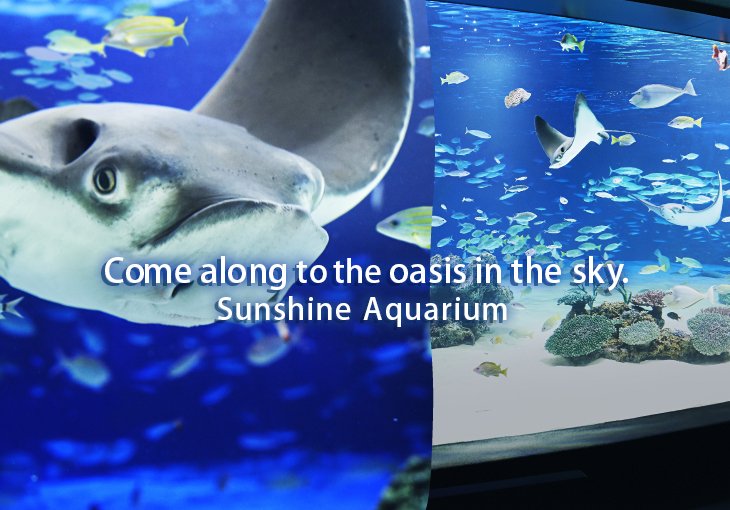 New exciting discoveries await you!Sunshine Aquarium