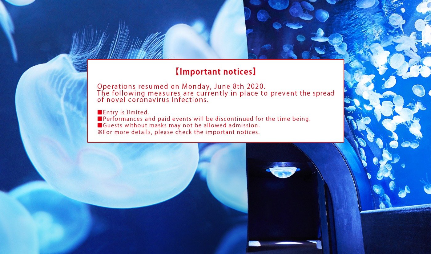 New exciting discoveries await you!Sunshine Aquarium