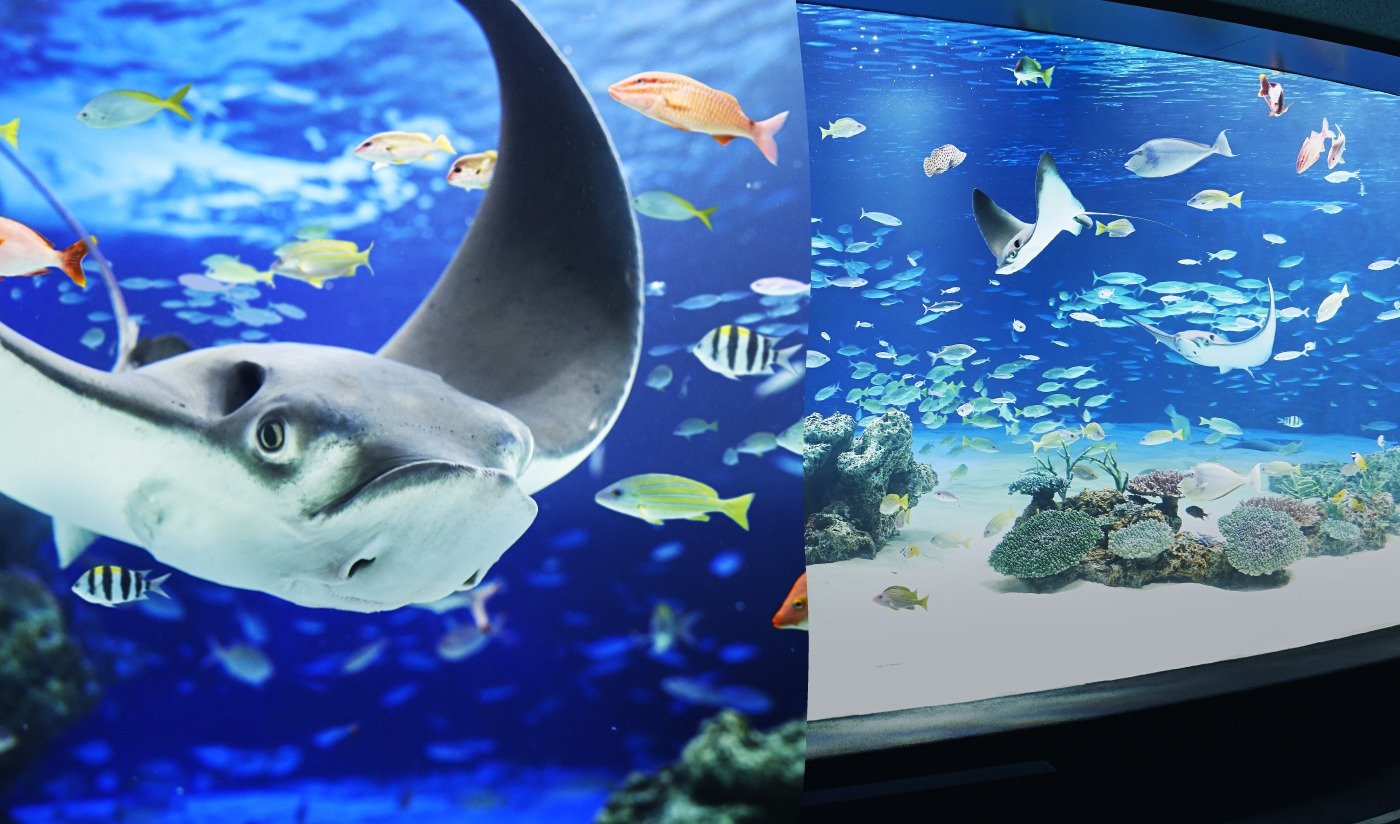 New exciting discoveries await you!Sunshine Aquarium