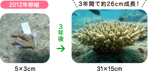 サンシャイン水族館 サンゴプロジェクト サンゴ返還プロジェクト