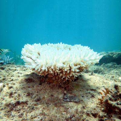 サンゴの白化
