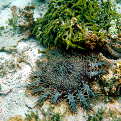 サンゴの天敵オニヒトデ
