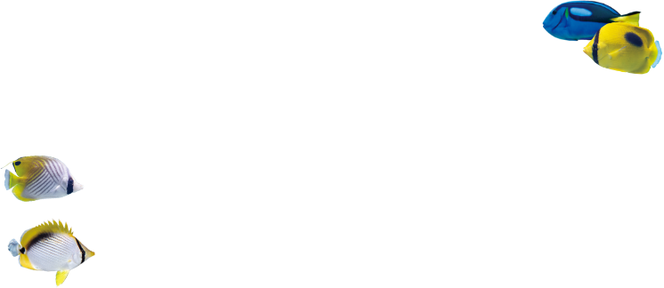 魚