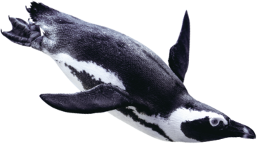 ペンギン