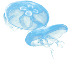 クラゲ