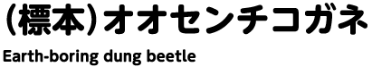 （標本）オオセンチコガネ