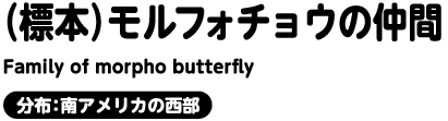 （標本）モルフォチョウの仲間