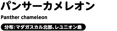 パンサーカメレオン