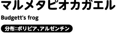 マルメタピオカガエル