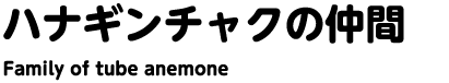 ハナギンチャクの仲間