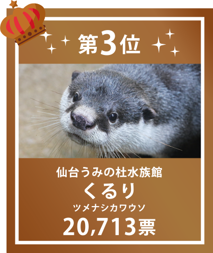 第3位　20,713票　くるり(ツメナシカワウソ)　仙台うみの杜水族館