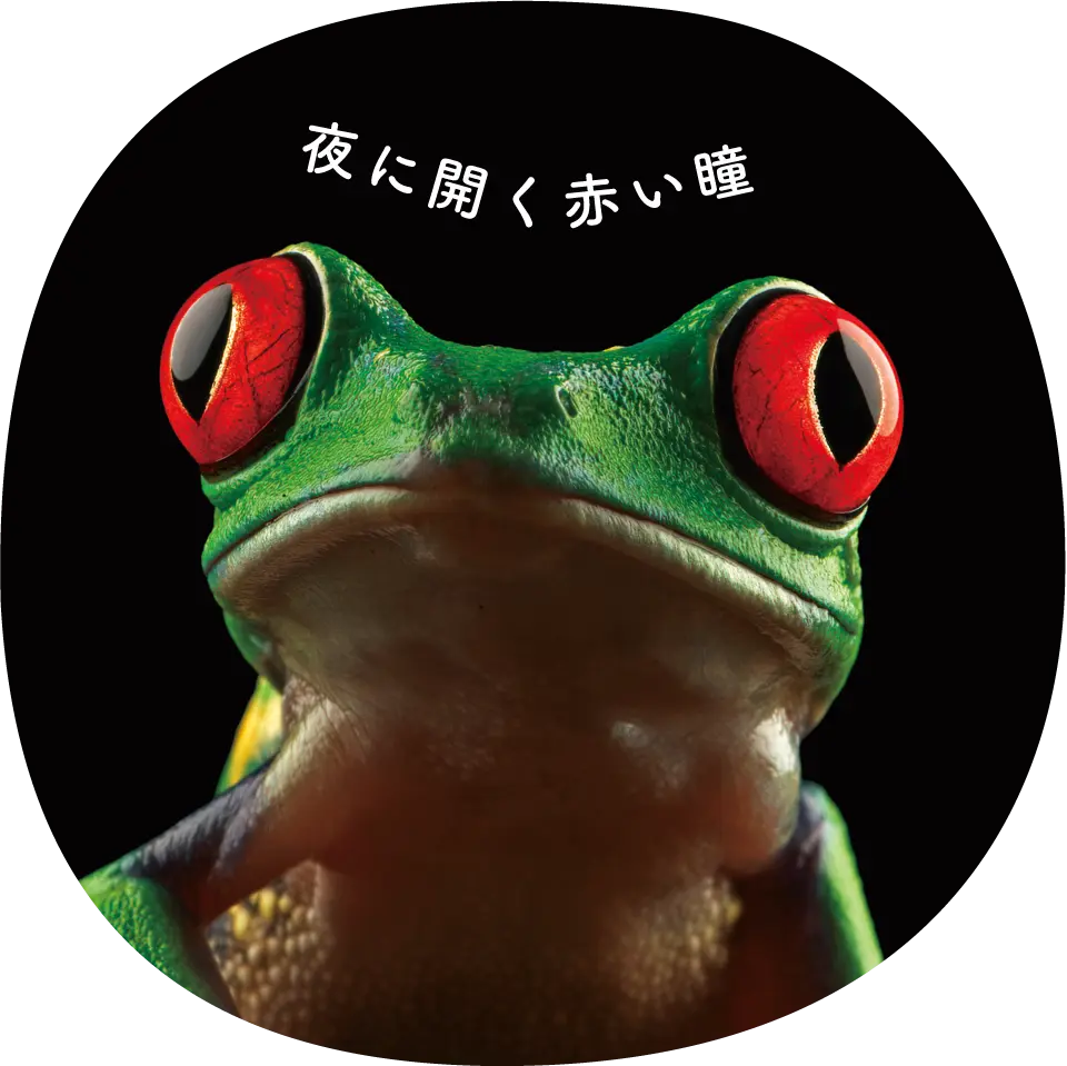 アカメアマガエル