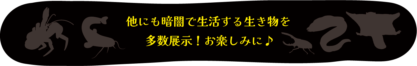 他にも暗闇で生活する生き物を多数展示！お楽しみに♪