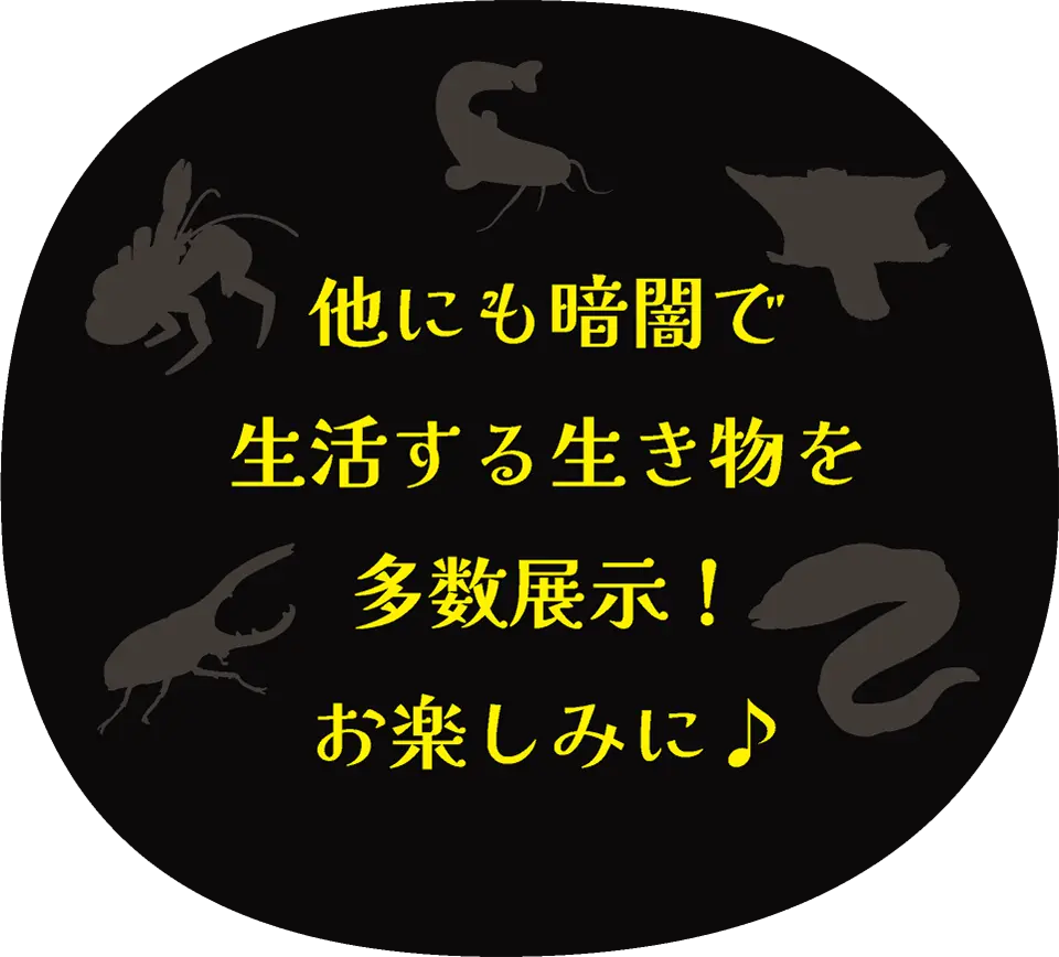 他にも暗闇で生活する生き物を多数展示！お楽しみに♪