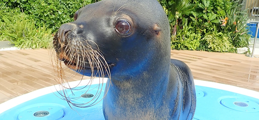 芸達者なアシカが仕切りのないオープンステージに 水族館の生き物たち サンシャイン水族館