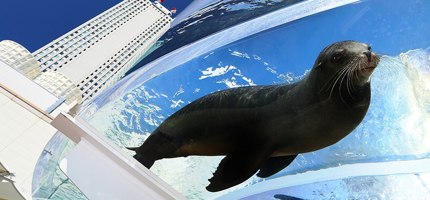 芸達者なアシカが仕切りのないオープンステージに 水族館の生き物たち サンシャイン水族館