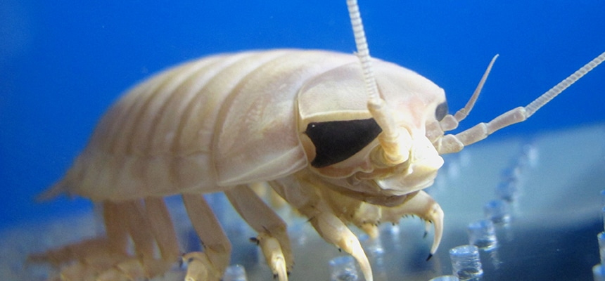 キモかわいい深海生物 体長45cmにもなるダイオウグソクムシ 水族館の生き物たち サンシャイン水族館