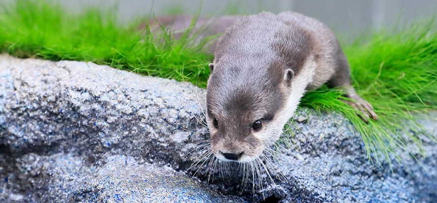 水族館の生き物たち サンシャイン水族館