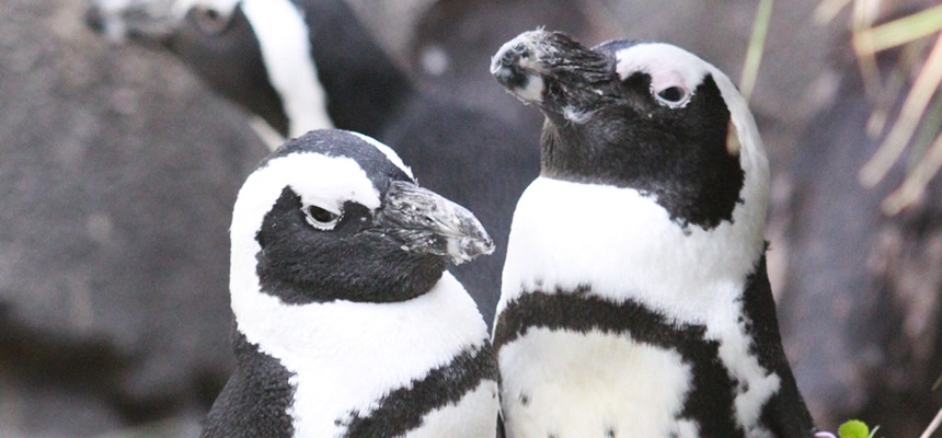 都心のビルをバックに空飛ぶペンギン フィーディングタイムも必見 水族館の生き物たち サンシャイン水族館
