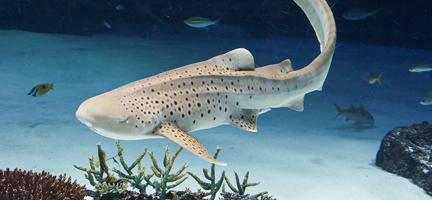 サメって人を襲うの イメージでは語れない豊かな生態と神秘の繁殖 水族館の生き物たち サンシャイン水族館