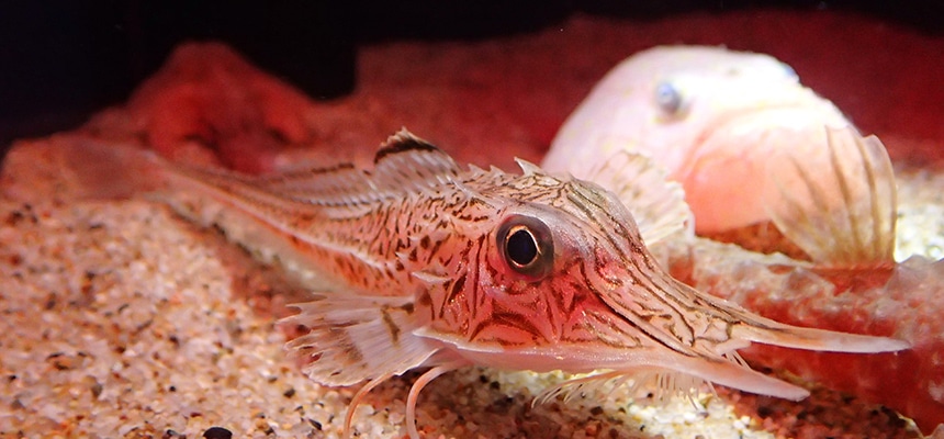 深海魚 深海生物 を水中ドローンで撮影 深海の不思議な世界へ潜入 水族館の生き物たち サンシャイン水族館