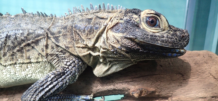 地球で最も栄える爬虫類 トカゲの多様な生態と水辺の暮らしに注目 水族館の生き物たち サンシャイン水族館