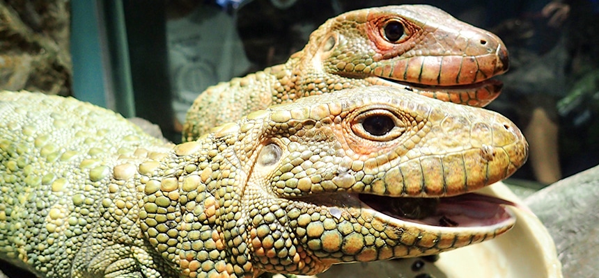地球で最も栄える爬虫類 トカゲの多様な生態と水辺の暮らしに注目 水族館の生き物たち サンシャイン水族館