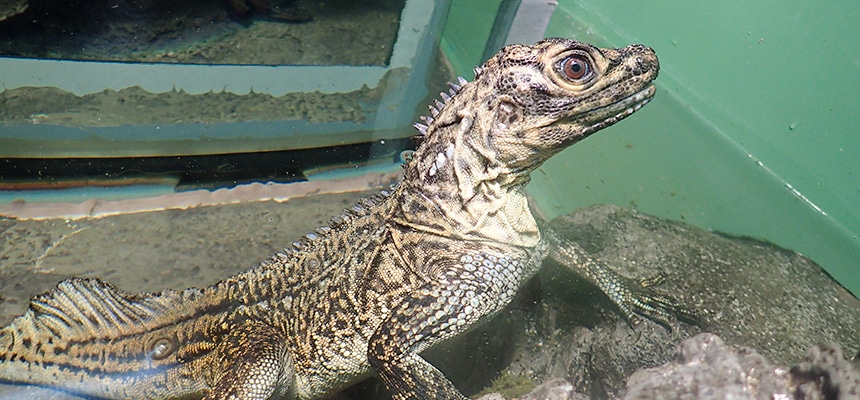 地球で最も栄える爬虫類・トカゲの多様な生態と水辺の暮らしに注目！  水族館の生き物たち  サンシャイン水族館