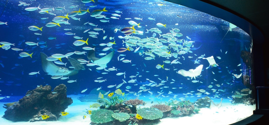 本館1f 大海の旅 常設展示 サンシャイン水族館