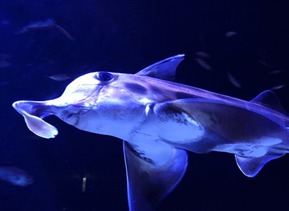 本館1f 大海の旅 常設展示 サンシャイン水族館