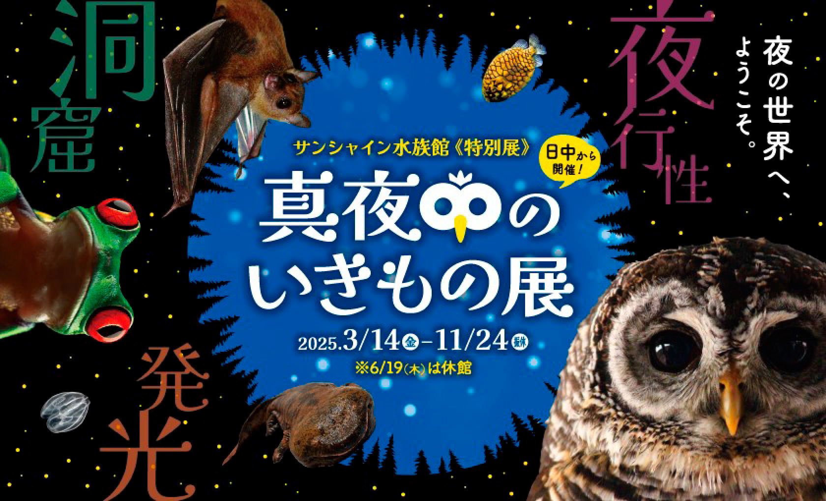 サンシャイン水族館《特別展》  真夜中のいきもの展