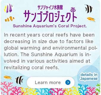 Sunshine Aquarium’s Coral Project. In recent years coral reefs have been decreasing in size due to factors like global warming and environmental pollution. The Sunshine Aquarium is involved in various activities aimed at revitalizing coral reefs.